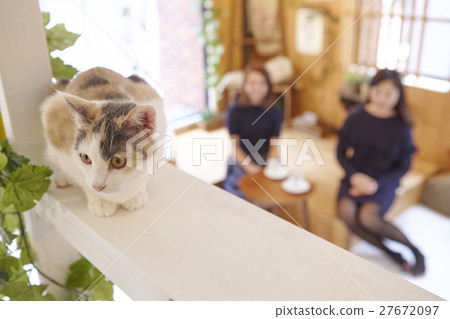 Cat Cafe Cat Cafe 27672097