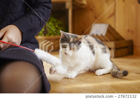 Cat Cafe Cat Cafe 27672132