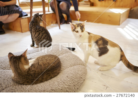 Cat Cafe 27672140