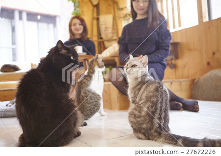 Cat Cafe Cat Cafe 27672226