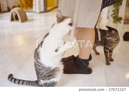 Cat Cafe 27672287