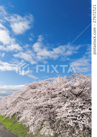 Cherry blossoms on the south side of the Kamogawa Shio alley Bridge Cherry blossoms on the south side of the Kamogawa Shio alley Bridge 27672521