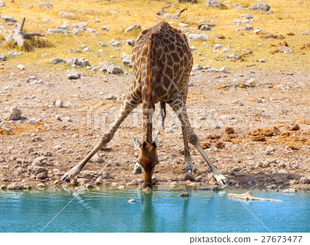 Thirsty giraffe drinking from waterhole in typical Thirsty giraffe drinking from waterhole in typical 27673477