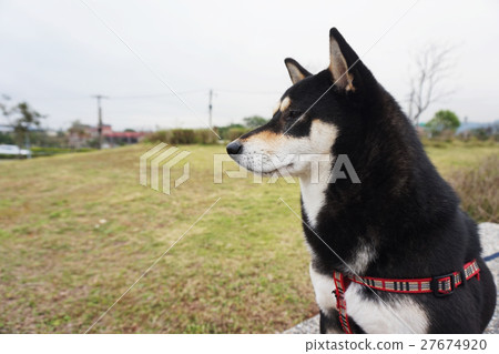 Shiba Inu Shiba Inu 27674920