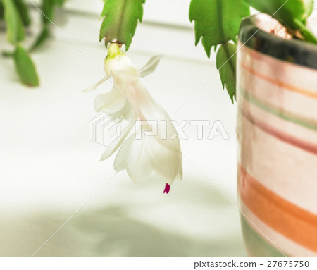 Flower of decembrist 27675750