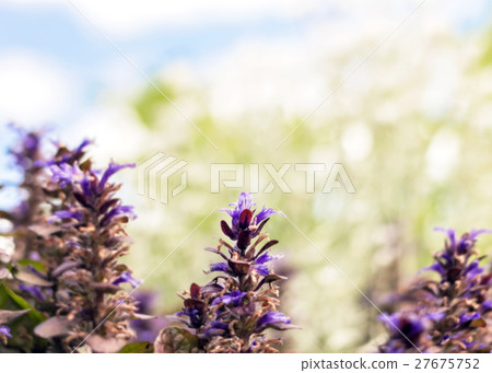 Purple flowers with blurred background 27675752