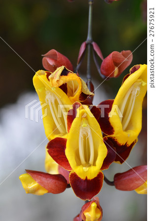 Thunbergia mysorensis 27675921