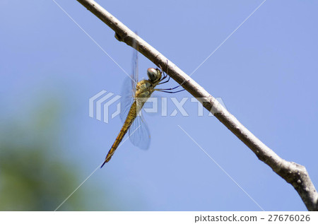 Ushubitimbo Ushubitimbo 27676026