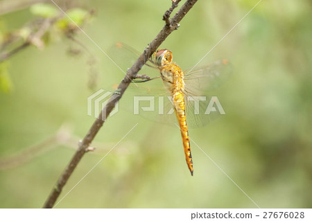 Ushubitimbo Ushubitimbo 27676028