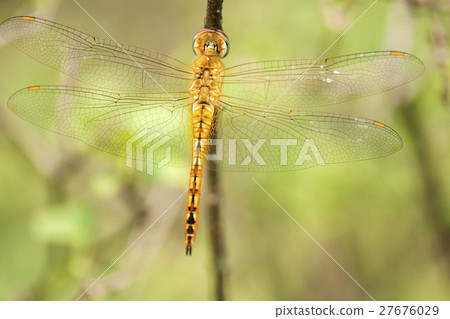 Ushubitimbo 27676029