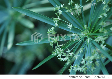 棕櫚樹蚊帳懸掛Shirogayatsuri花語是“難以理解的思想” 27676109