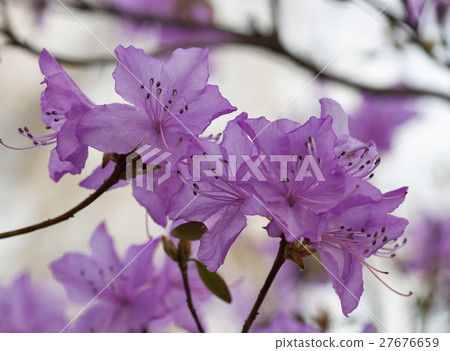 Blooming pink rhododendron in the spring garden 27676659