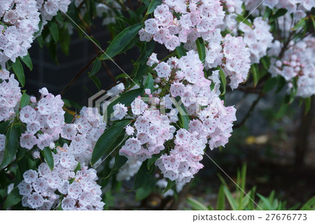 Kalmia american flower language is "big hope" Kalmia american flower language is "big hope" 27676773