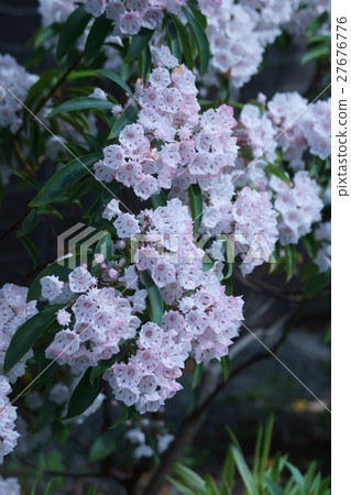 卡爾米亞美國花語是“大希望” 27676776