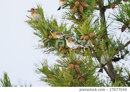 Atri卡在一棵松樹上 27677048