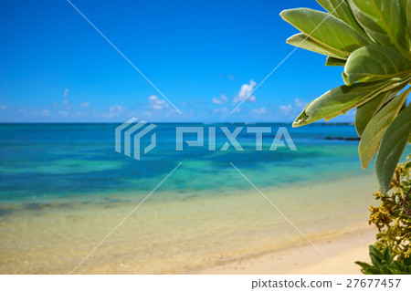 Tropical coast, beach with hang palm trees, Tropical coast, beach with hang palm trees, 27677457