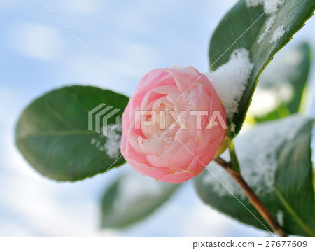 Otome Tsubaki 27677609