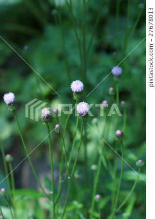 Fox rice fox thistle flower language "I do not like lies" 27678013
