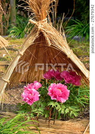 Winter peony at Nishinomiya Palace Winter peony at Nishinomiya Palace 27679342