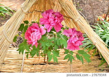 Winter peony at Nishinomiya Palace 27679344