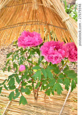 Winter peony at Nishinomiya Palace Winter peony at Nishinomiya Palace 27679348