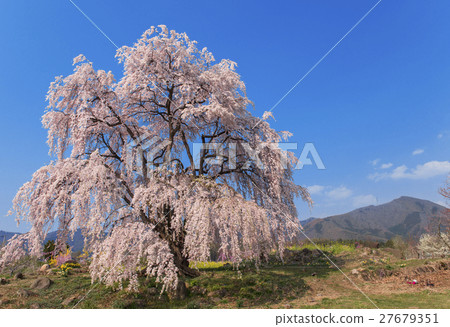 Waki no Sakura 27679351