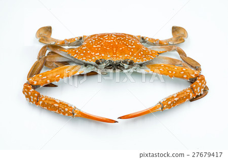 steam crab on white background. steam crab on white background. 27679417