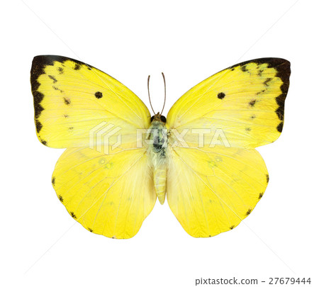 Yellow butterfly isolated on white 27679444