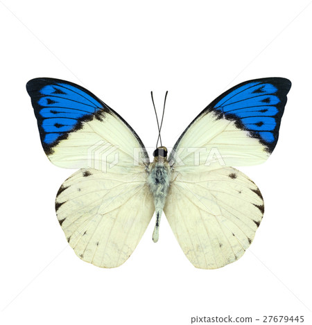 Great blue Tip butterfly isolated on white 27679445