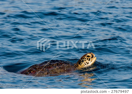 Turtle near Sipadan white sand beach Tropical 27679497