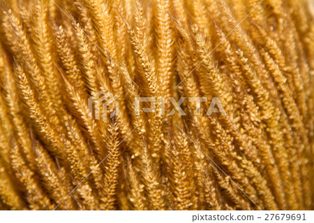 Gramineae grass Gramineae grass 27679691