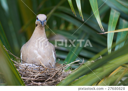 Dove bird on nest 27680828