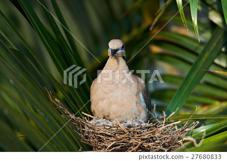close up of white wing dove 27680833