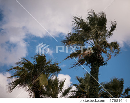 palm trees on clearl sky palm trees on clearl sky 27681644