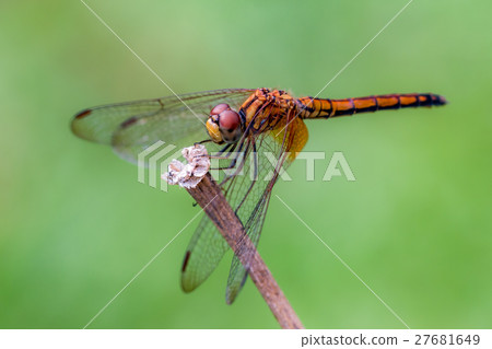 Orange Dragonfly Orange Dragonfly 27681649