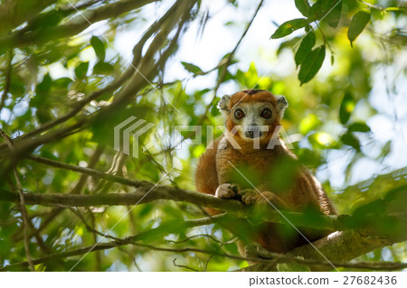 crowned lemur Ankarana National Park, Madagascar 27682436