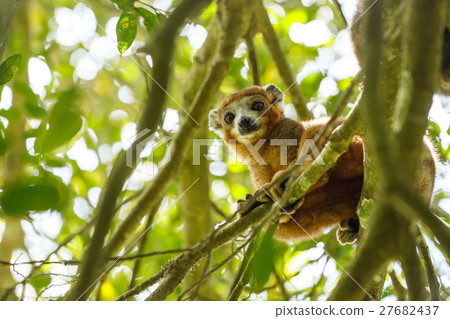 crowned lemur Ankarana National Park, Madagascar 27682437