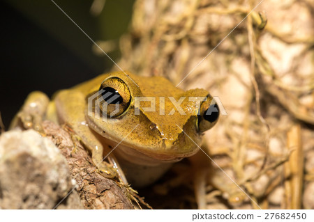Beautiful frog Boophis rhodoscelis Madagascar 27682450
