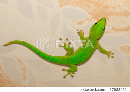 Phelsuma madagascariensis day gecko, Madagascar 27682451