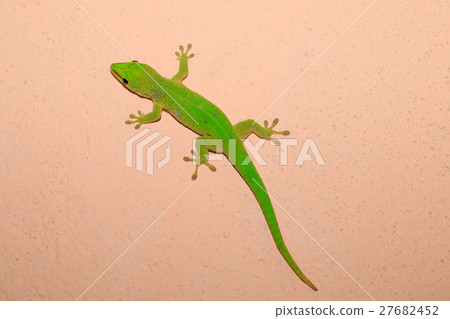 Phelsuma madagascariensis day gecko, Madagascar 27682452