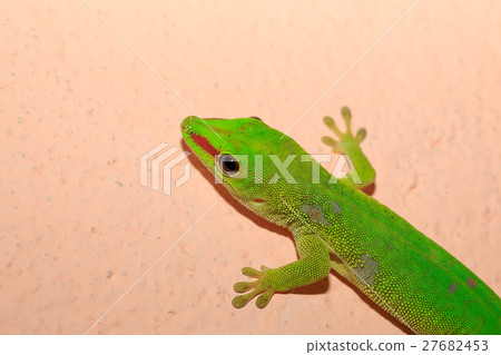 Phelsuma madagascariensis day gecko, Madagascar 27682453