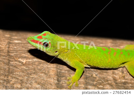 Phelsuma madagascariensis day gecko, Madagascar 27682454