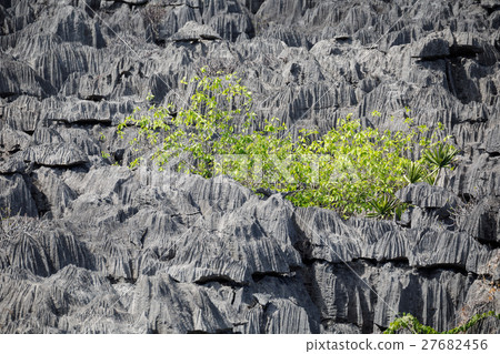 Tsingy rock formations in Ankarana, Madagascar 27682456