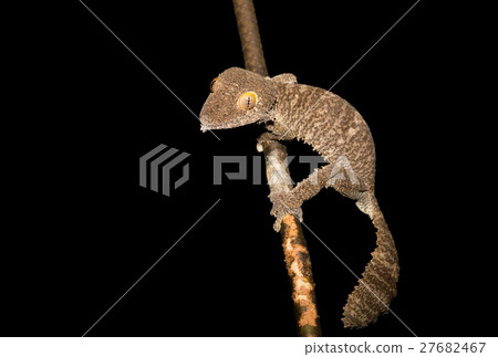 Giant leaf-tailed gecko, Uroplatus Madagascar 27682467