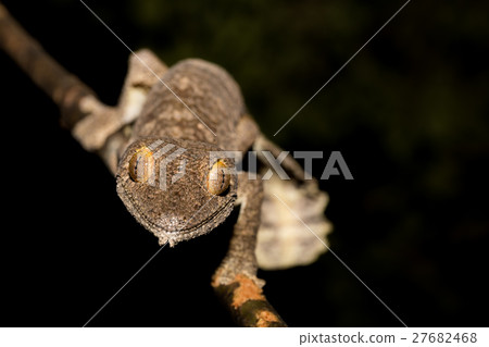 Giant leaf-tailed gecko, Uroplatus Madagascar 27682468