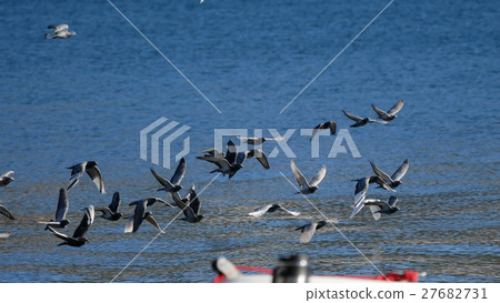 Birds walking around a winter beach in Turkey 27682731