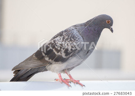 鴿子 鴿子 27683043