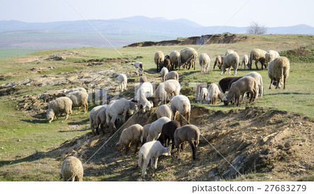 flock of sheep grazing on the hillside flock of sheep grazing on the hillside 27683279