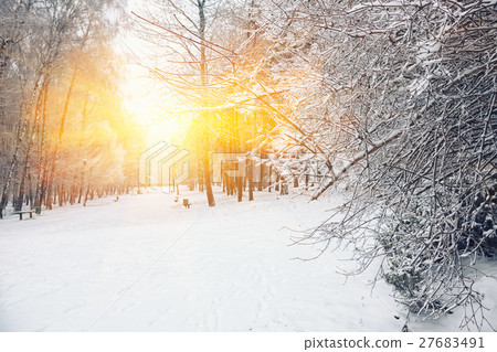 Snow-covered trees in the city park 27683491