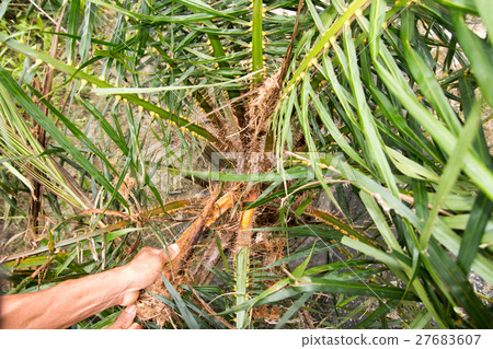 Palm trees were damaged 27683607